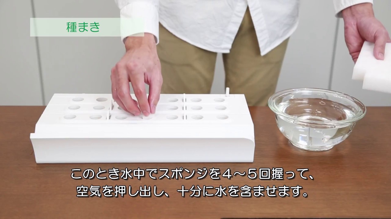 やさい物語