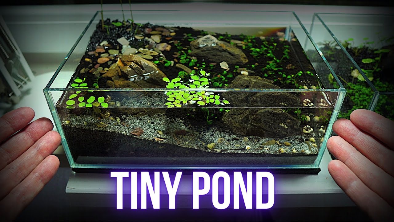 Making NO FILTER MINI POND AQUARIUM in WABI KUSA style Step by step