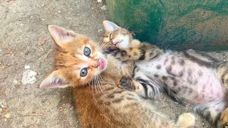 Ninja sister kittens playing game of return screenshot 3