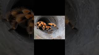 Download Lagu sora tool #sehar MP3