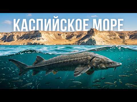 Дикий Каспий. Сердце исчезнувшего океана |  Полный документальный фильм о дикой природе 4К
