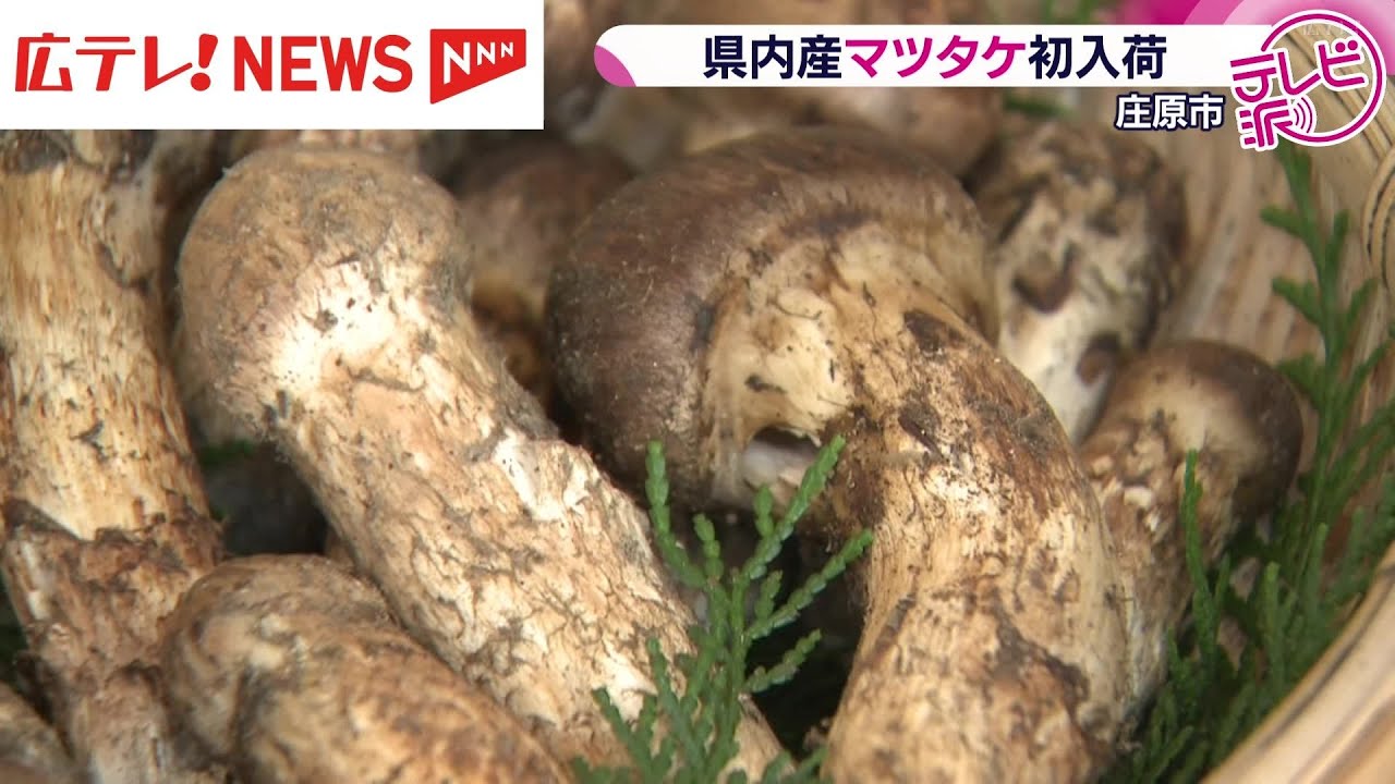 人気 広島県産松茸 182g 10月18日 広島県産松茸(数量限定で)販売