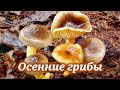 Какие грибы искать поздней осенью