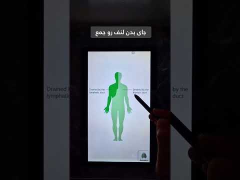 آموزش کامل توراسیک داکت از مسیر تخلیه لنف تا اهمیت بالینی