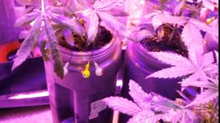 Make Your Cannabis Plants Grow Bigger Using Fish Weights