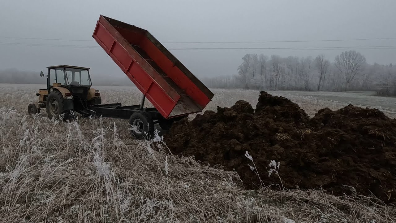 #232 Wywożenie Obornika Od Byków Na Pryzmę