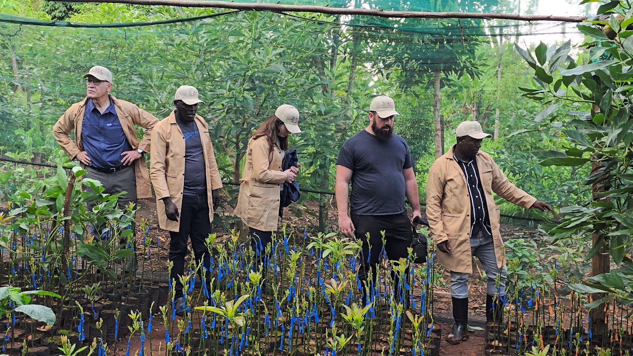Episode 29: A Visit By An American Team At Our Nurseries | Hass Avocado Farming