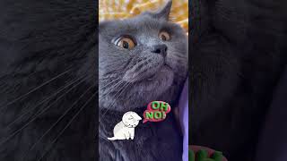 Cats Hilarious Reaction To Empty Bowl