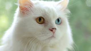 What Your Cat’s Fur Color Reveals About Their Personality- Cat Behavior Explained by Science