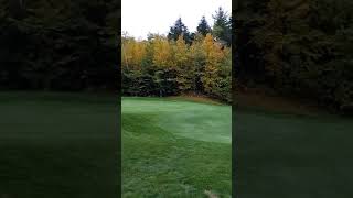 The birches and the poplars have started to change
