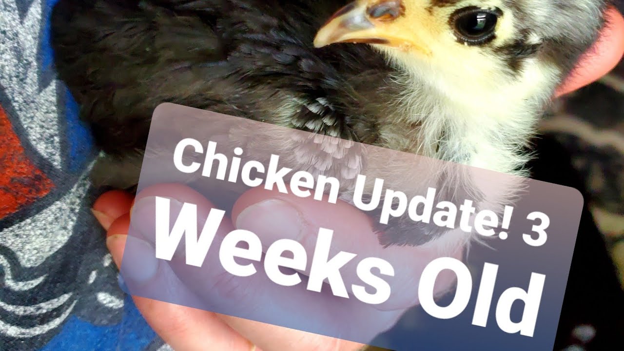 Chicken Update 3 Week Old Australorps, Buff Orpingtons, and Salmon