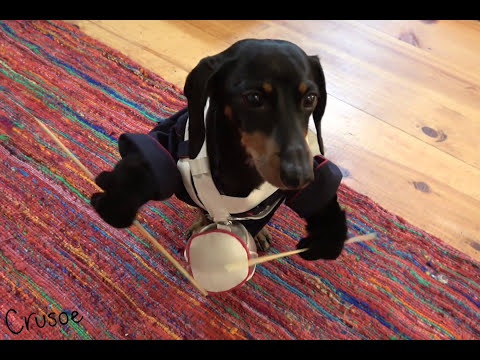 Never Ignore a Dog's Dinner Time!