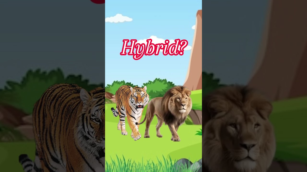 Lion and tiger hybrid 