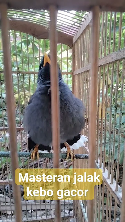 Masteran jalak kebo gacor #burungjalakkebo #hobikicauchannel #jalakkebongomong #kicaumania