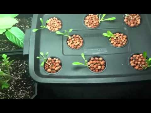 Vegetable gardening for beginners l container vegetable gardening