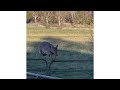 Graceful Doe Soars Over Gate! April 2026 #cute #nature #wildlife 