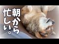 朝から柴犬のブラッシング?柴犬2頭の忙しい夏の1日