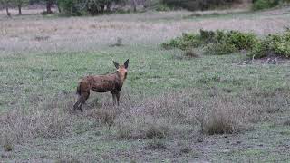 African Wild Dogs, Gorongosa NP, Mozambique