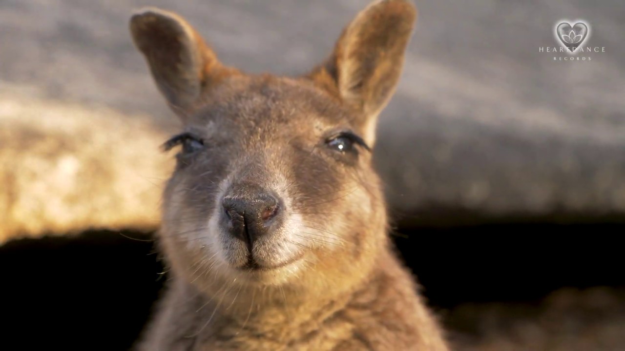 Music for Inspiration Vol 21 from Heart Dance Records | The Gift | Art Patience meditation music 9 solfeggio