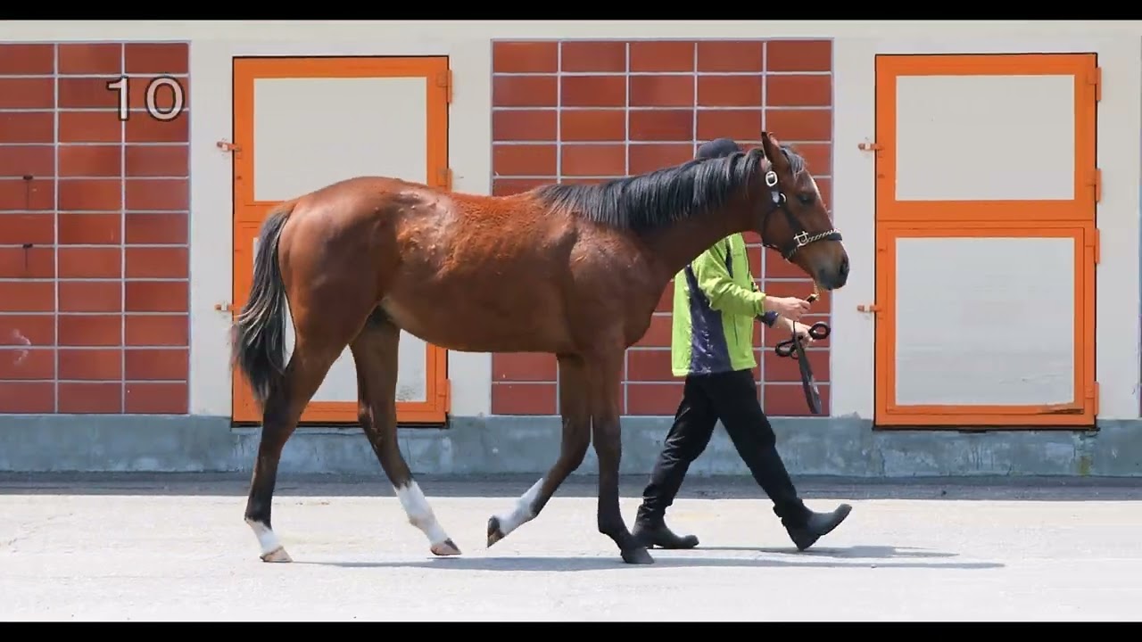2026年度募集馬 No.10 ブルーバードの25 - YouTube