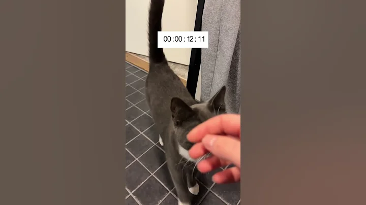 Video 11751931: norwegianforestcat mainecoon russianbluecats, mainecoon britishshorthair, cat