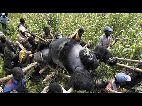 Video: Virunga adalah taman nasional di Republik Demokratik Kongo. Deskripsi, tumbuhan dan hewan. Taman nasional Republik Demokratik Kongo: daftar