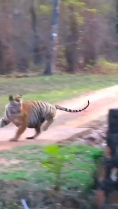 Sloth bear attacks Tiger #tiger #slothbear #wildlife #wildanimals #wildsafari #tigersafari