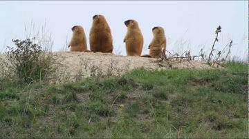 Marmots before hibernation