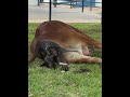 Vida nova na RAÇA SINDI #pecuarista #gado #agro #cavalo #vaca #fazenda #sindi#sitio#boi#vacas#boiada