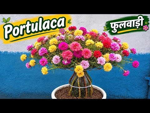 Portulaca का Full Body Tree 🌸 (फूलवाड़ी) 9 O’Clock / फूलवाड़ी को Bottle पर ऐसे उगाएं