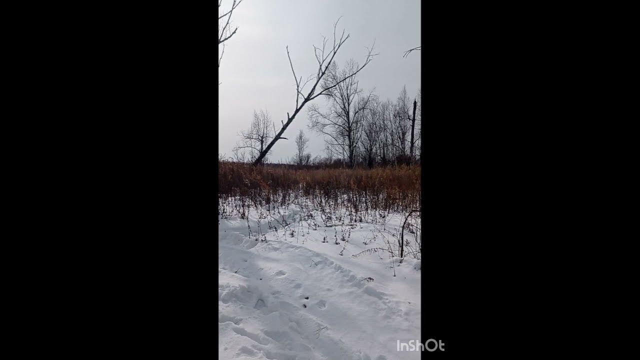 падает дерева🌳 - YouTube