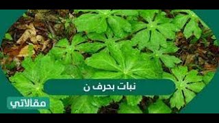 نبات بحرف ن | اسم نبات يبدأ بحرف ن