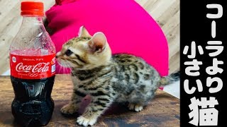 初めてのコーラに興味津々の子猫？！