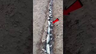 Fish in the ground? The reason behind this is unbelievable! #shorts #trending #viralvideo