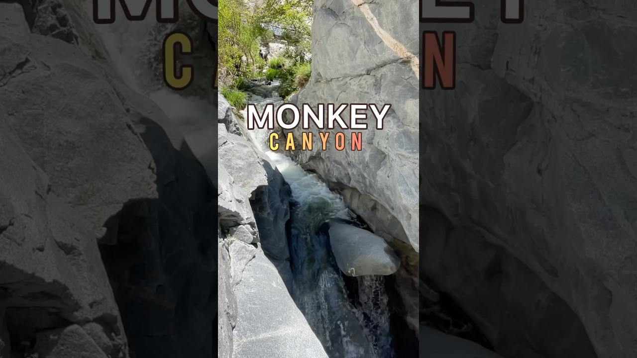 SWING On Over to Monkey Falls 🐒