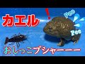 巨大ウシガエル、ザリガニにビビりおしっこをおもらし！！