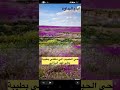الفنان بطي فهد البذالي حي الحبيب اللي ملكني بطيبه