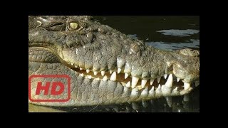 The Incredible World of Crocodiles - National Geographic Documentary by Christopher Bennett 89 views 6 years ago 2 hours, 28 minutes