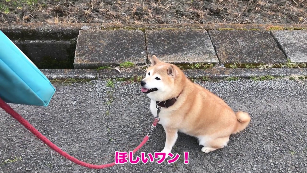 おばあちゃんと散歩することが大好きな柴犬小夏ちゃん13キロ Youtube