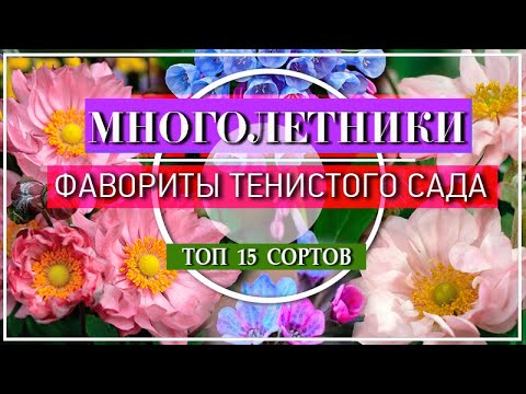 Видео: Многолетники для зоны 8 Shade - Выращивание многолетников для зоны 8 в тенистых садах