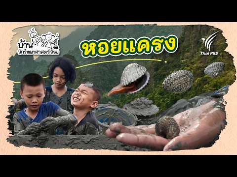 หอยแครง | บ้านนักวิทยาศาสตร์น้อย