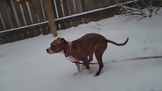 SEPR Pixie in the Snow