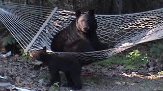 Mother Black Bear on Hammock Trying to get some Rest