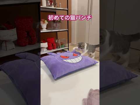 #保護猫 #子猫 初めての猫パンチ