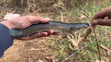 Catching a Wild Snakehead With a Frog Bait! 01