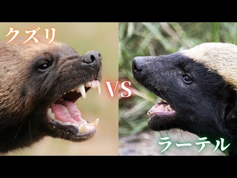 Wolverine VS Honey Badger.