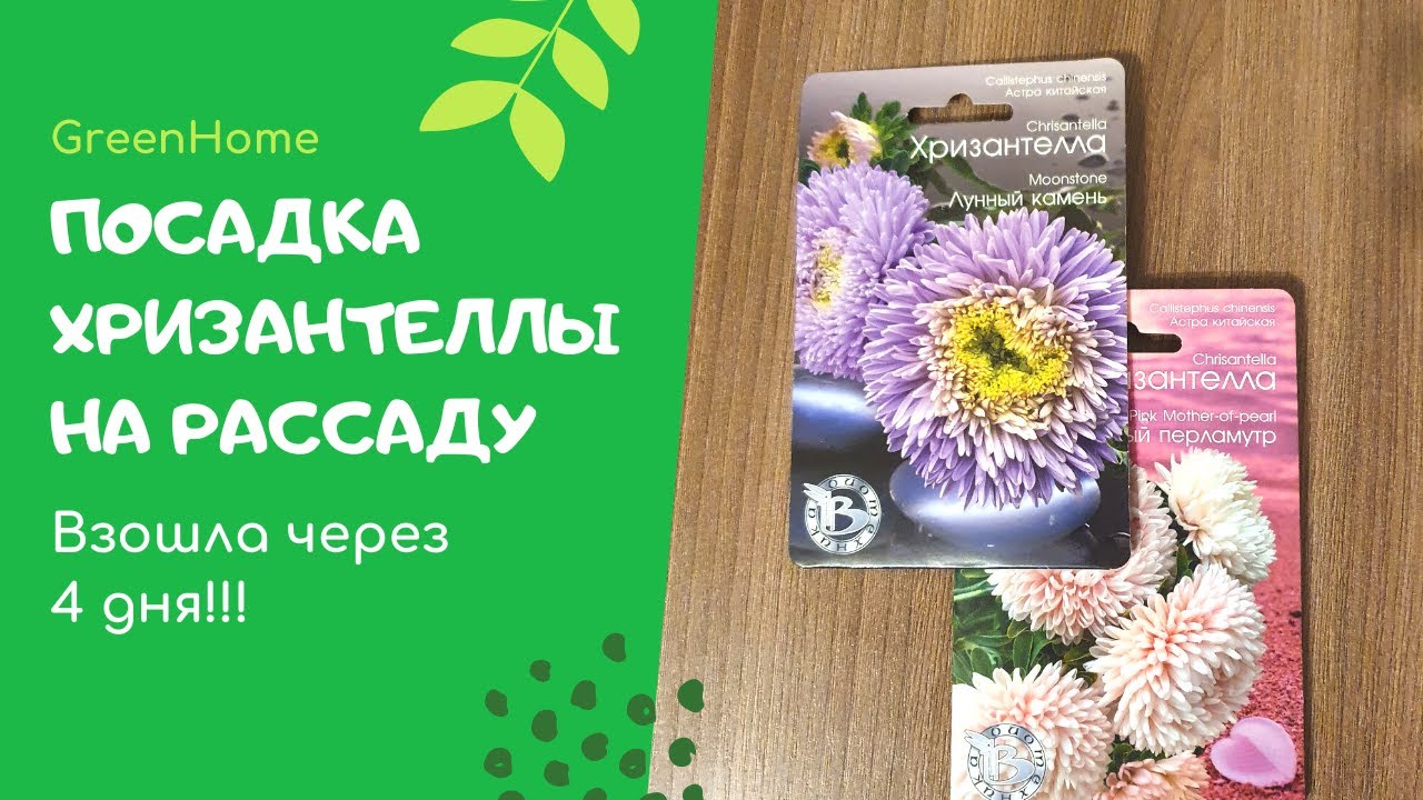 Хризантелла рассада. Хризантелла выращивание. Хризантелла из семян.