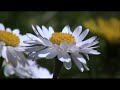 (very) Short focus test; Flowers (Canon FS200)