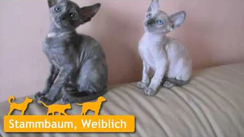 Watch the video about Cornish Rex in Frankfurt