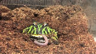 Ceratophrys ornata (Male) eating a canadian nightcrawler / Pacman frog